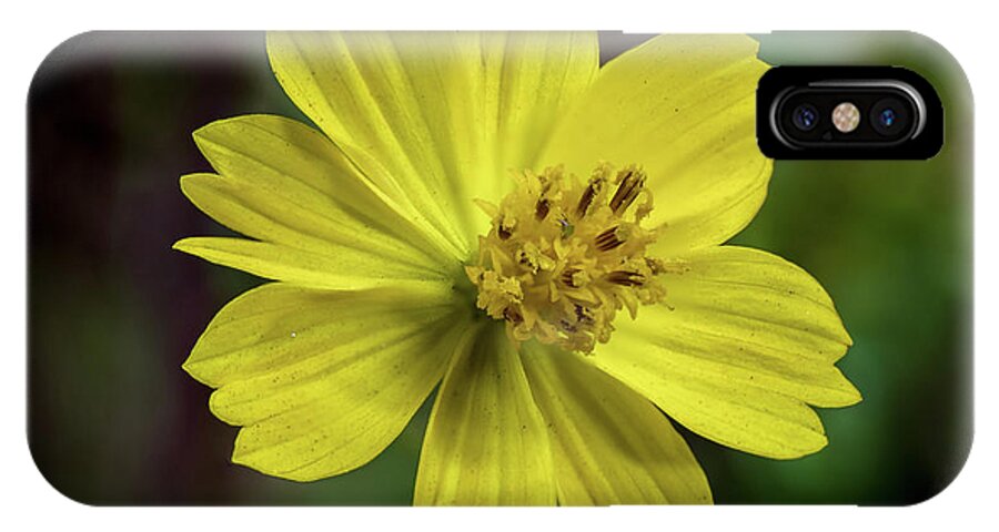 Background iPhone X Case featuring the photograph Yellow Flower by Ed Clark