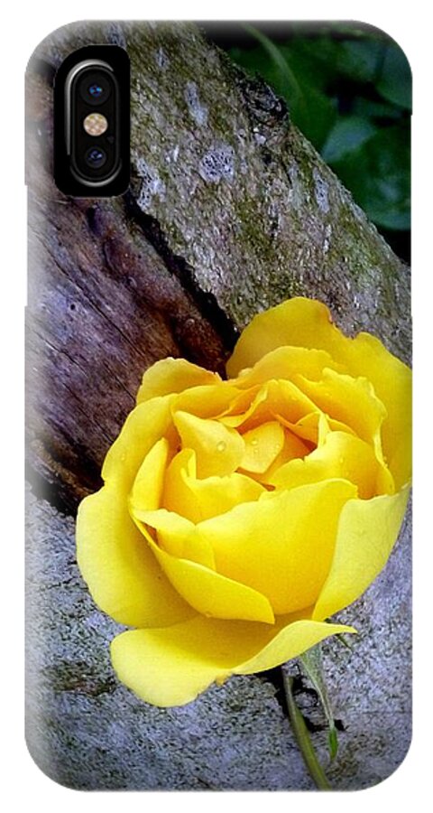 Rose iPhone X Case featuring the photograph Yellow Rose by Dianne Pettingell