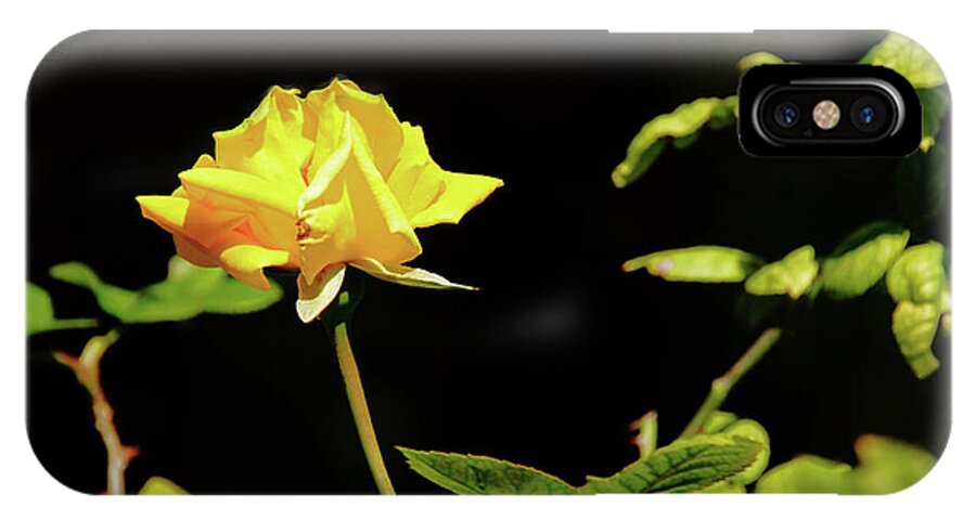 Yellow Rose iPhone X Case featuring the photograph Yellow Rose by Mike Murdock