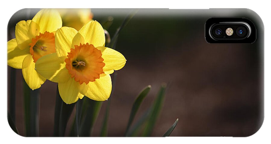 Flower iPhone X Case featuring the photograph Yellow Spring Daffodils by Andrea Silies
