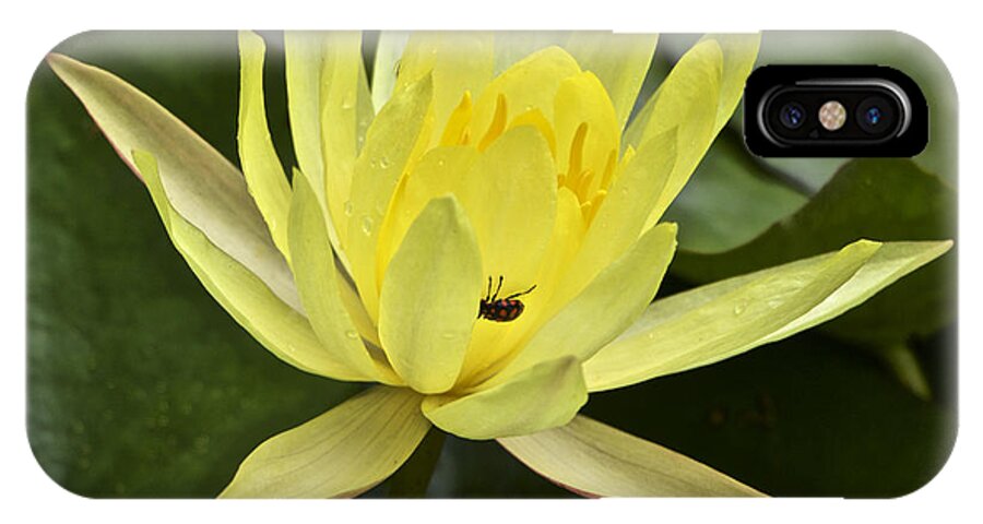 Waterlily iPhone X Case featuring the photograph Yellow Waterlily With A Visiting Insect by Venetia Featherstone-Witty