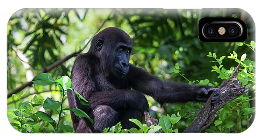 Nature iPhone X Case featuring the photograph Young Gorilla by Arthur Dodd