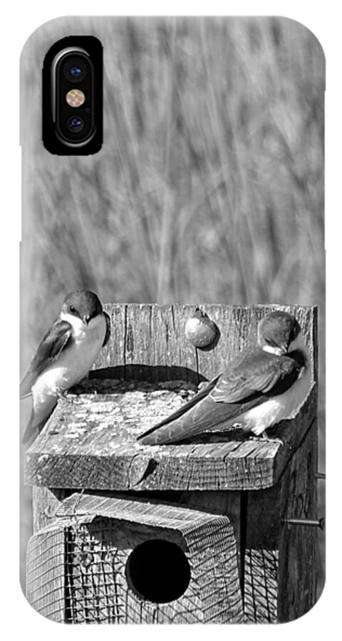 Young Tree Swallows iPhone X Case featuring the photograph Young Tree Swallows by Dark Whimsy