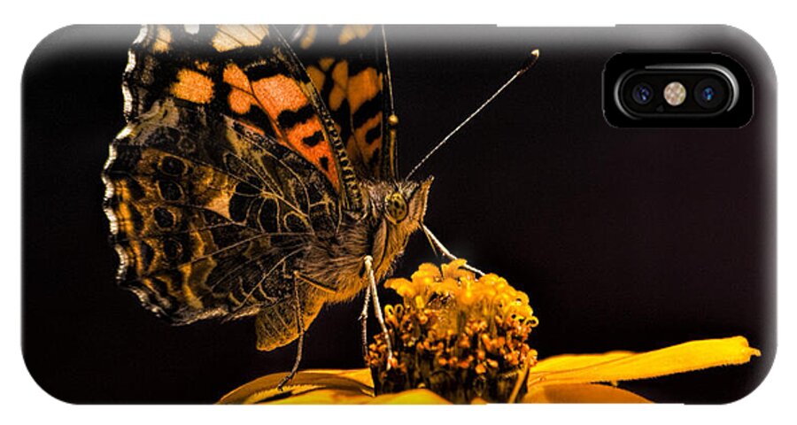 Butterfly iPhone X Case featuring the photograph Zinnia Sipping by Alana Thrower