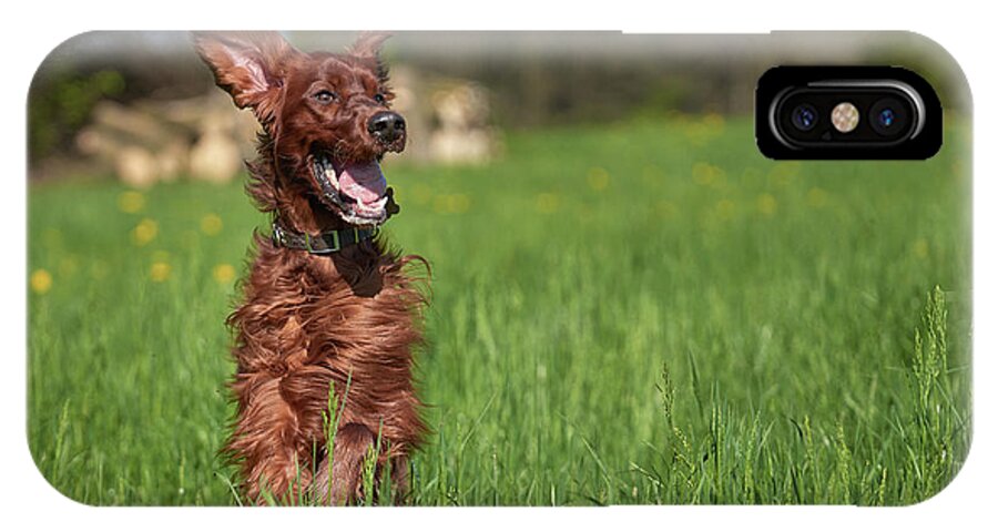Dog iPhone X Case featuring the photograph Happy setter #1 by Robert Krajnc