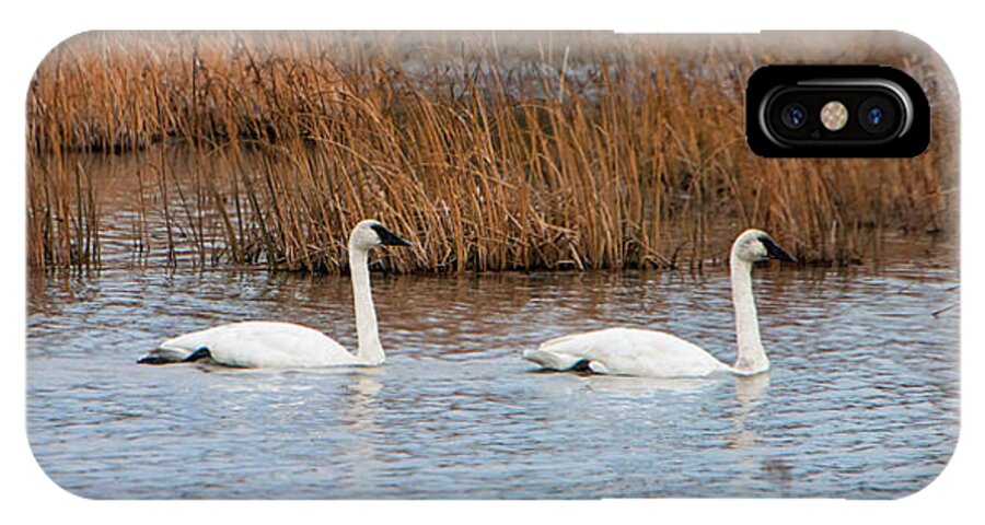 A Trio Of Swans iPhone X Case featuring the photograph A Trio of Swans by Phyllis Taylor