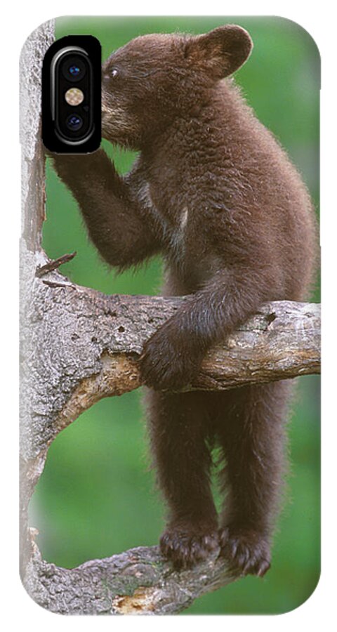 Black Bear Cub Cell Phone Holder
