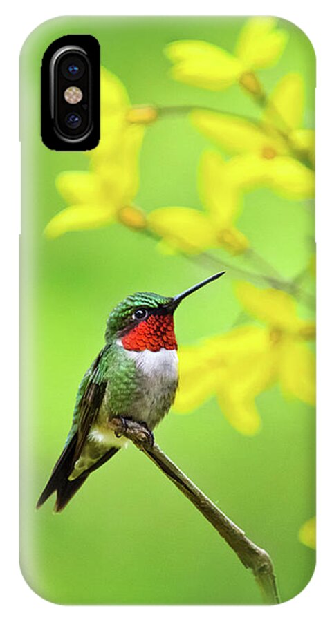 Hummingbird iPhone X Case featuring the photograph Beautiful Summer Hummer by Christina Rollo