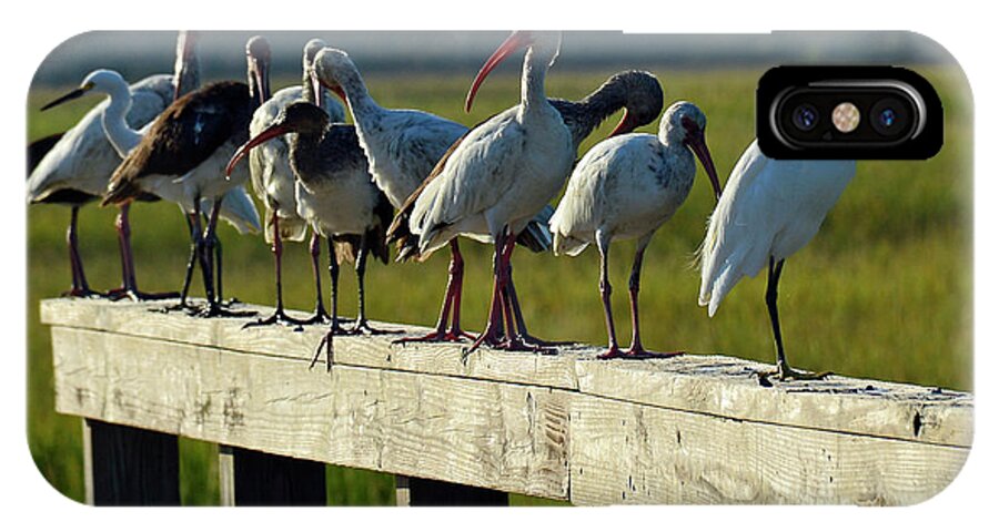 Birds iPhone X Case featuring the photograph Birds of a Different Feather in Jekyll Island's Marsh by Bruce Gourley