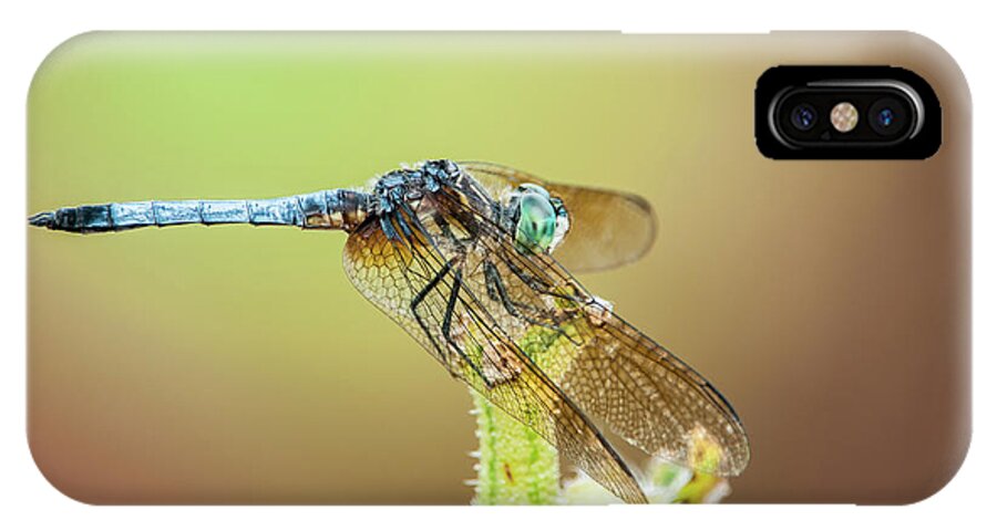Blue Dasher Dragonfly iPhone X Case featuring the photograph Blue Dasher by Todd Henson