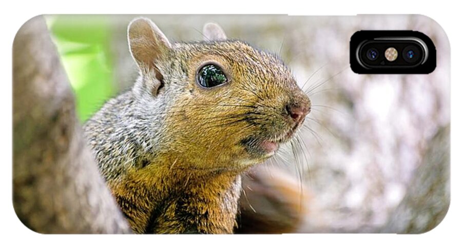 Fox Squirrel iPhone X Case featuring the photograph Cute Funny Head Squirrel by Don Northup