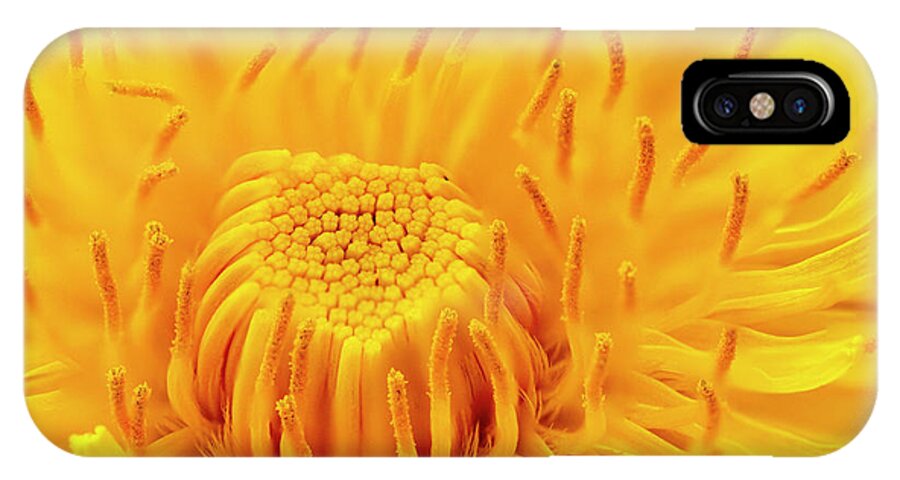 Dandelion iPhone X Case featuring the photograph Dandelion flower by Paul Cowan
