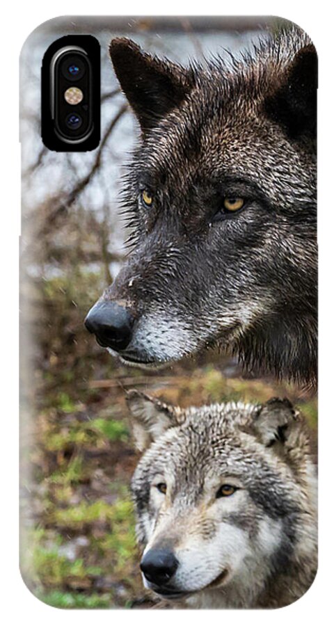Wolf Wolves Black iPhone X Case featuring the photograph Dual Wolves by Laura Hedien