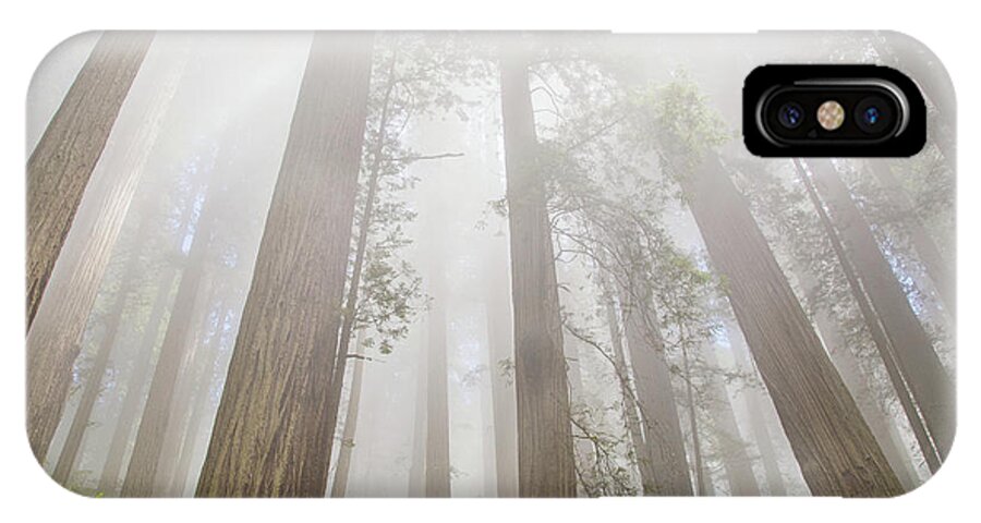 Redwoods Fog iPhone X Case featuring the photograph Fog in the redwoods by Kunal Mehra