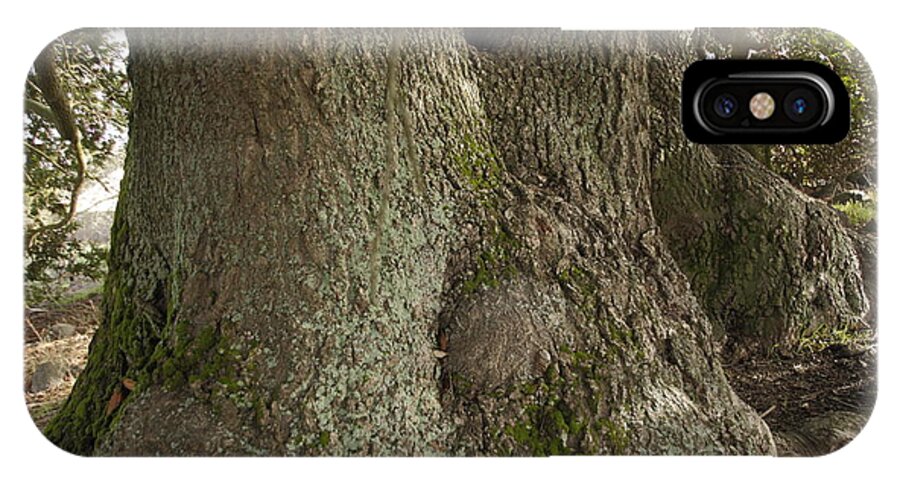 Gnarly Tree Trunk iPhone X Case by Michael Riley - Fine Art America