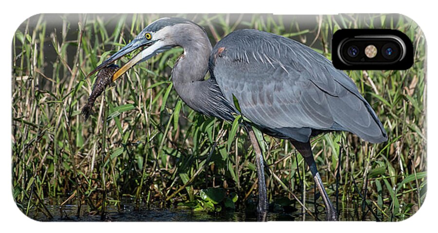 Great Blue Heron iPhone X Case featuring the photograph Great Blue Heron with Fish by Ken Stampfer