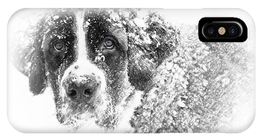 St Bernard iPhone X Case featuring the photograph Hero by Chris Armytage