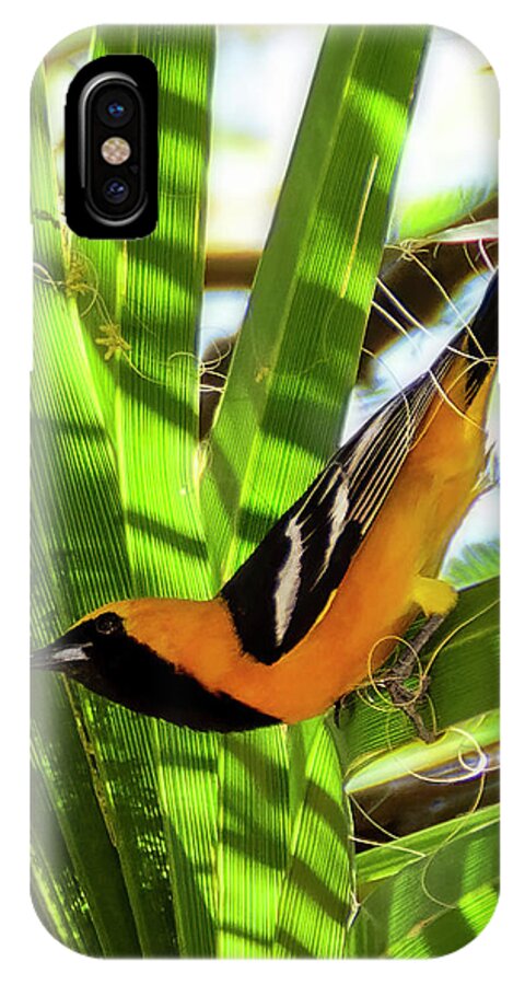 Hooded Oriole iPhone X Case featuring the photograph Hooded Oriole v1912 by Mark Myhaver