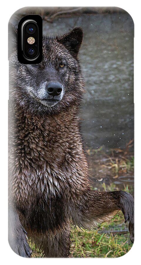 Black Wolf Wolves iPhone X Case featuring the photograph Jumping Boy by Laura Hedien