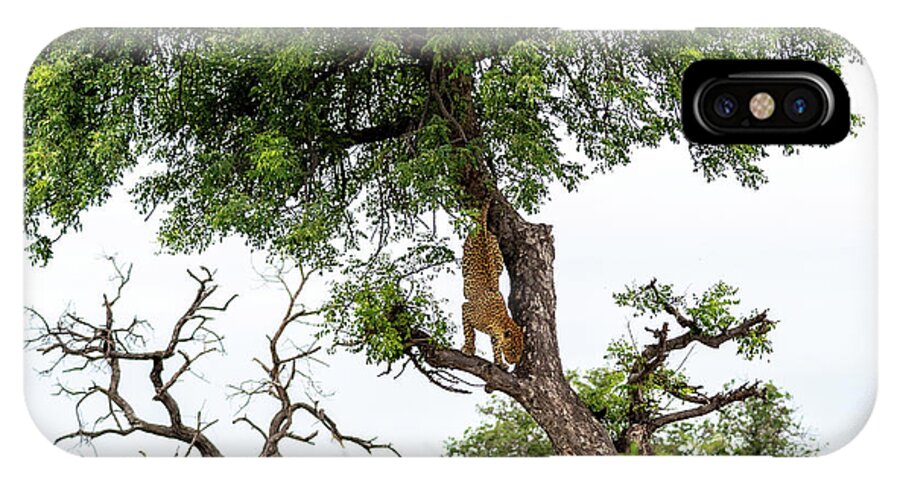 Leopard iPhone X Case featuring the photograph Leopard Descending a Tree by Mark Hunter