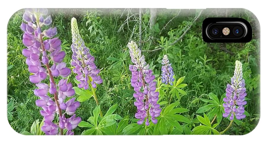 Lupins iPhone X Case featuring the photograph Lupins by Michael Graham