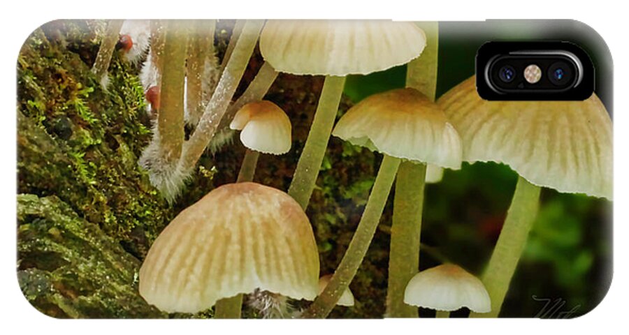 Macro Photography iPhone X Case featuring the photograph Mushrooms by Meta Gatschenberger