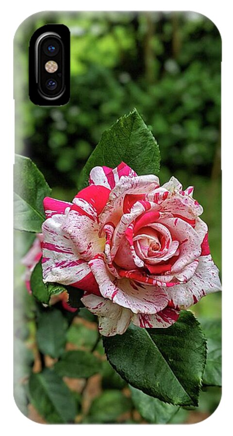 Rose iPhone X Case featuring the photograph Neil Diamond Rose by Portia Olaughlin