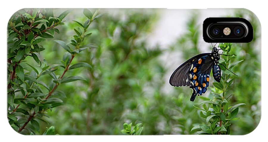 Butterfly iPhone X Case featuring the photograph Pipevine Swallowtail by Douglas Killourie