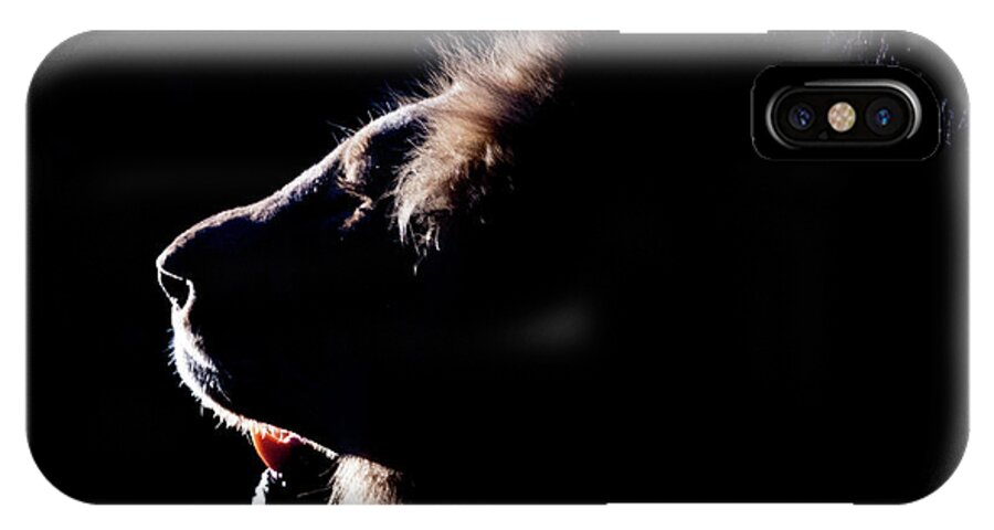 Lion iPhone X Case featuring the photograph Portrait of a backlit male african lion by Mark Hunter