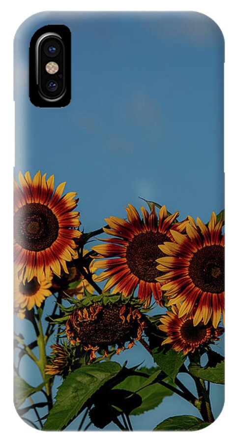 Nature iPhone X Case featuring the photograph Prince Edward Island Sunflowers by Douglas Wielfaert
