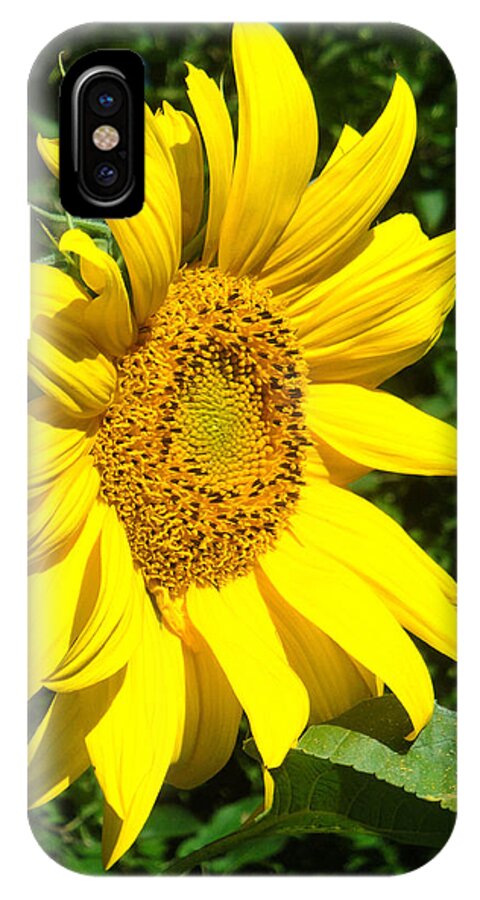 Sunflower iPhone X Case featuring the photograph Profile Sunflower by Natalie Holland