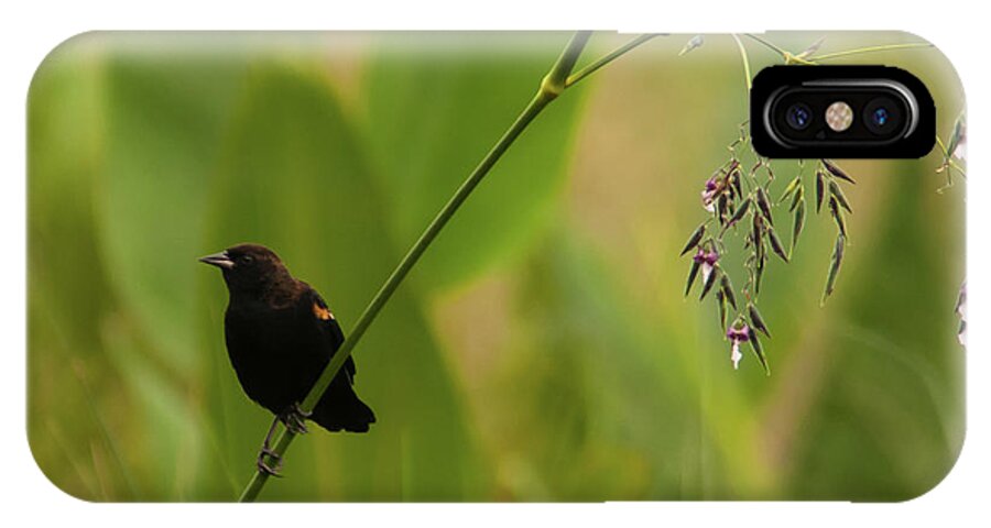 Blackbird iPhone X Case featuring the photograph Red-winged Blackbird on Alligator Flag by Paul Rebmann