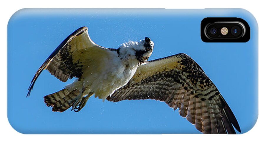 Osprey iPhone X Case featuring the photograph Shake it Off 2 by Douglas Killourie