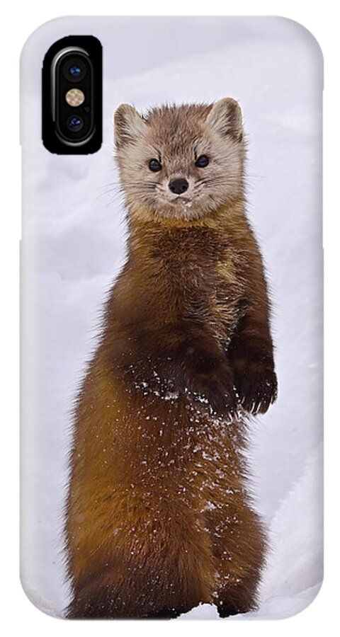 American Marten iPhone X Case featuring the photograph Space Invader by Tony Beck