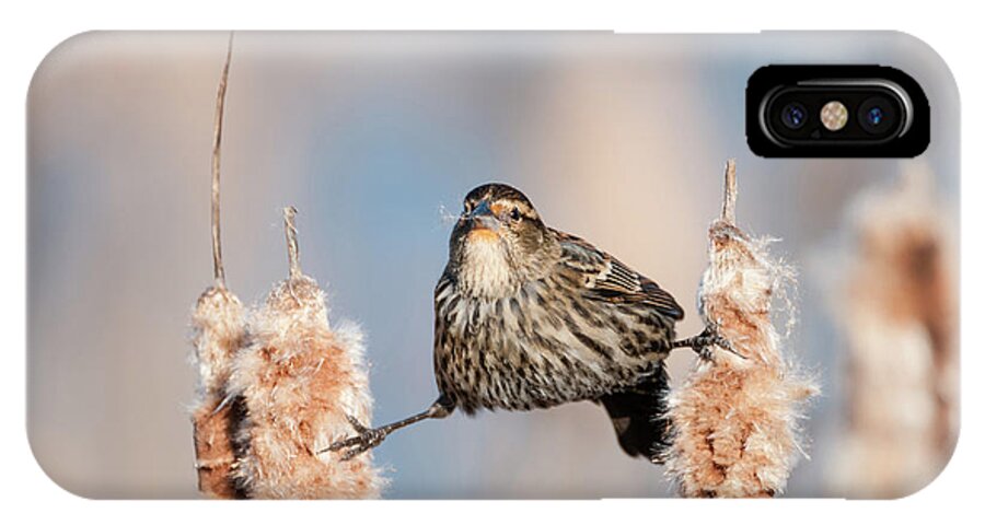 Female Red-winged Blackbird iPhone X Case featuring the photograph Stretching Between the Cattails by Todd Henson