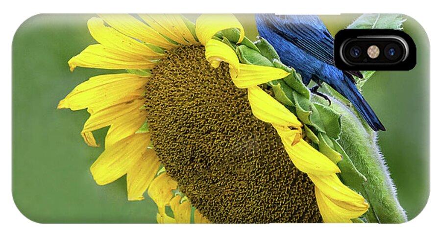 Sunflower iPhone X Case featuring the photograph Sunflower Blue by Art Cole
