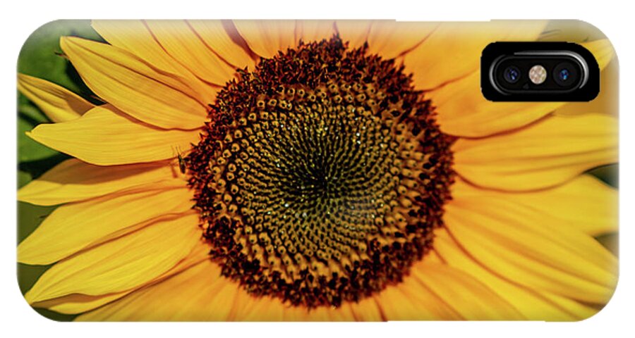 Nature iPhone X Case featuring the photograph Sunflower Closeup by Douglas Wielfaert