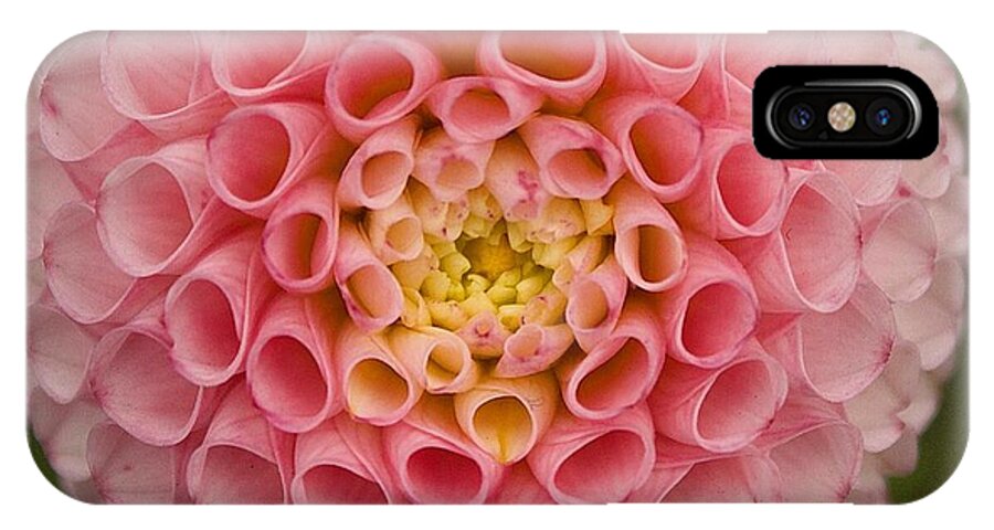 Symmetry iPhone X Case featuring the photograph Symmetrical Dahlia by Brian Eberly