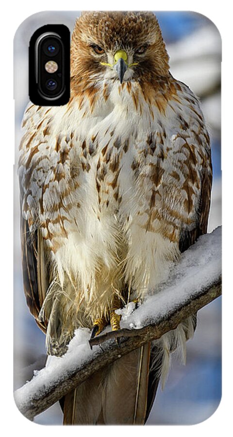 Red Tailed Hawk iPhone X Case featuring the photograph The Look, Red Tailed Hawk 1 by Michael Hubley
