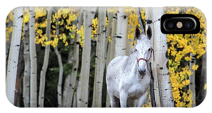 Aspen iPhone X Case featuring the photograph The Old Gray Mule by Jim Garrison