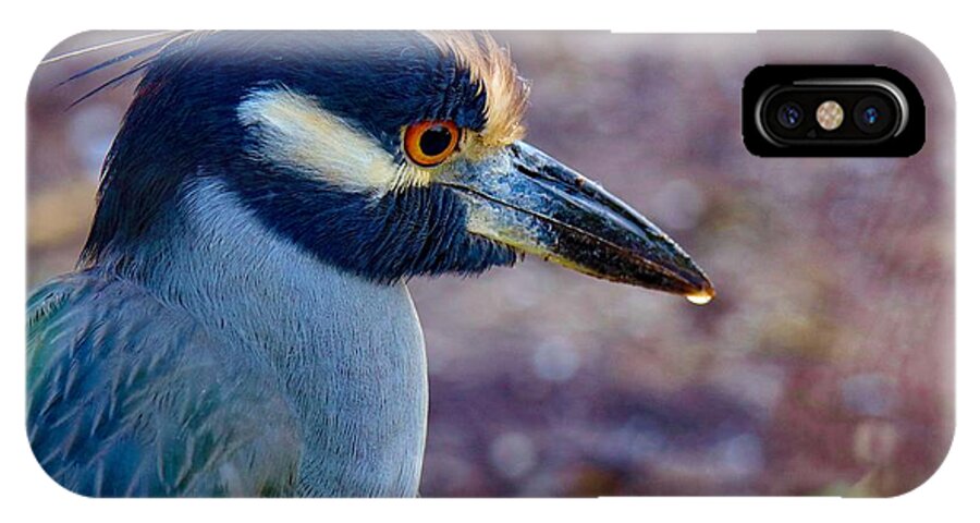 Bird iPhone X Case featuring the photograph Yellow-crowned Night Heron by Susan Rydberg