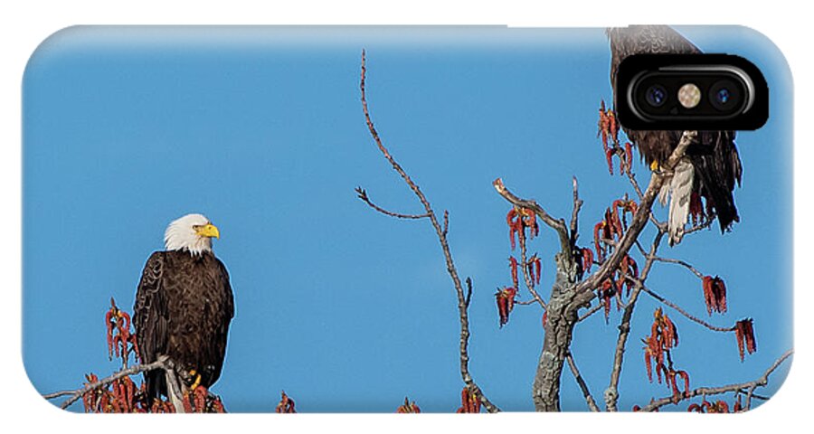 Bald Eagles iPhone X Case featuring the photograph Bald Eagle Pair by Ken Stampfer