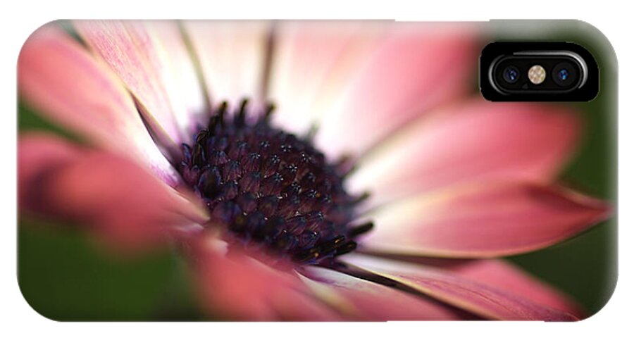 Osteospermum iPhone X Case featuring the photograph Beautiful Rich African Daisy Zion Red Flower by Joy Watson