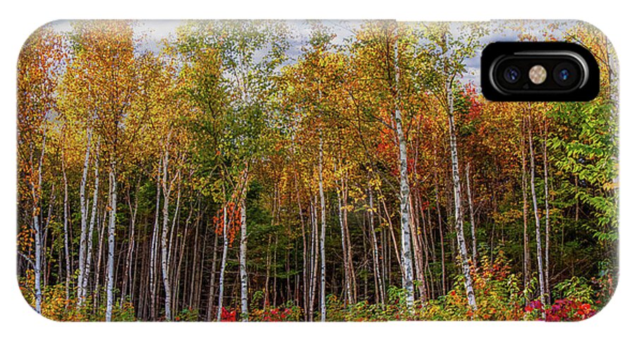 Maine Birch Trees iPhone X Case featuring the photograph Birch trees turn to gold by Jeff Folger