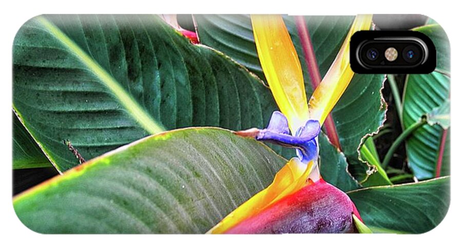 Birds Of Paradise iPhone X Case featuring the photograph Birds of Paradise with Leaves by Kirsten Giving