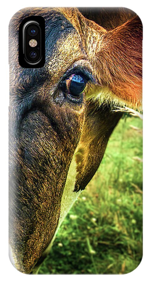 Cows iPhone X Case featuring the photograph Cow eating grass by Bob Orsillo