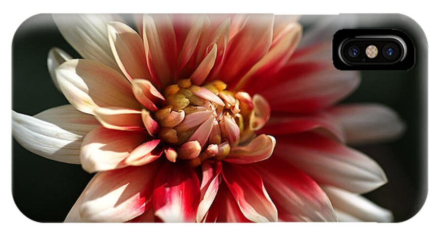 Fire And Ice iPhone X Case featuring the photograph Dahlia Warmth by Joy Watson