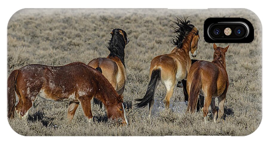 Wild Horses iPhone X Case featuring the photograph Frisky Mustangs by Yeates Photography