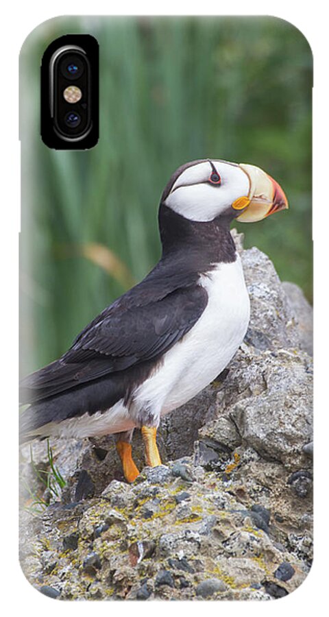 Bird iPhone X Case featuring the photograph Horned Puffin by Chris Scroggins