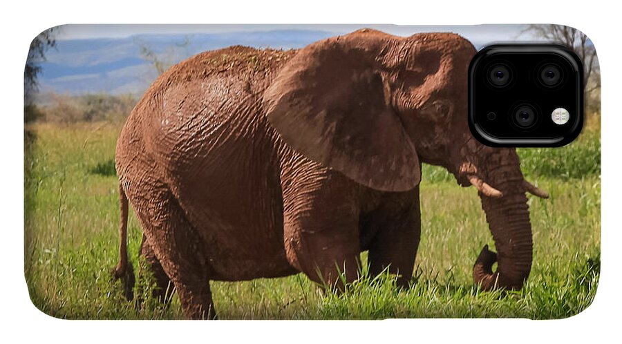 Namibia iPhone 11 Case featuring the photograph African Desert Elephant #1 by Gregory Daley MPSA